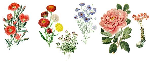 復(fù)古花卉靈感在家具設(shè)計中的優(yōu)雅綻放